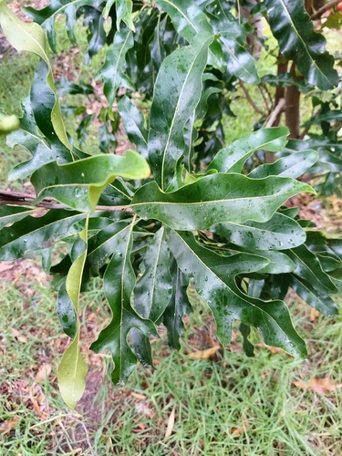 Stenocarpus observed 2026-10-27