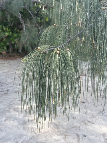 Casuarina equisetifolia observed 2026-10-27