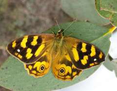 Heteronympha solandri