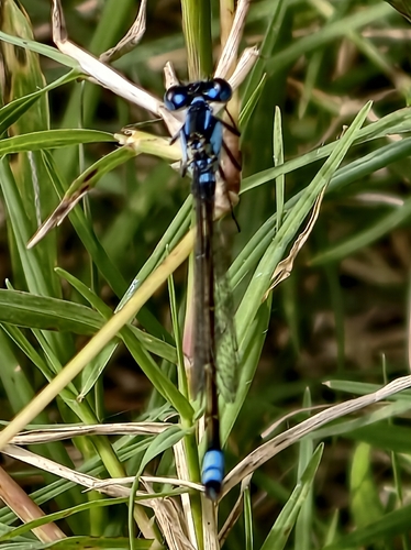 Ischnura observed 2026-10-27