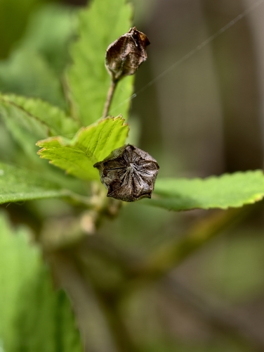 Sida rhombifolia observed 2026-10-27