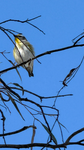 Pardalotus striatus, 2026-10-27