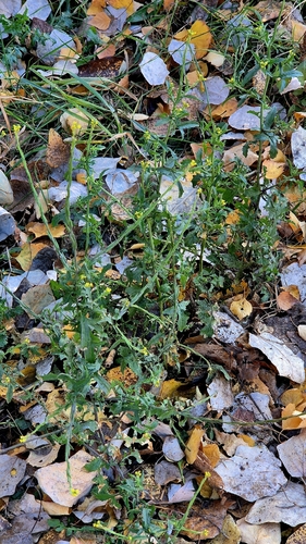 Sisymbrium, 2026-10-27