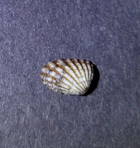 Cardita observed 2026-10-26