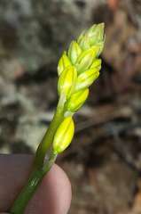 Bulbine glauca