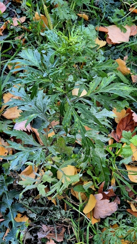 Artemisia vulgaris observed 2026-10-27