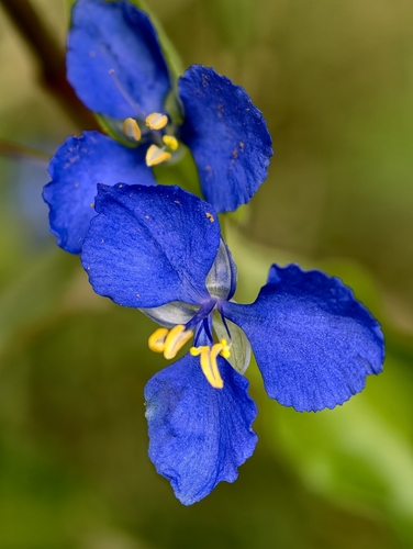 Commelina cyanea observed 2026-10-27