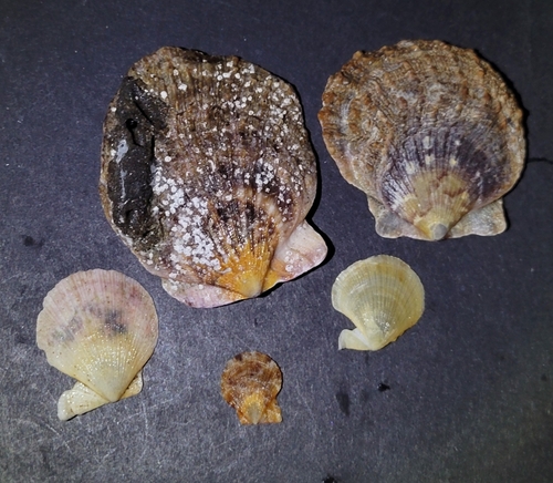 Crassadoma gigantea observed 2026-10-26