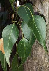 Brachychiton populneus populneus