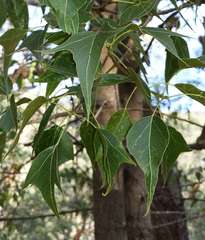 Brachychiton populneus populneus