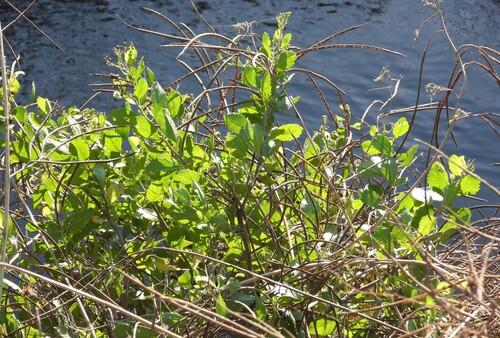 Pluchea indica observed 2026-10-26