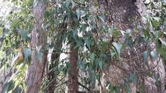 Brachychiton populneus populneus