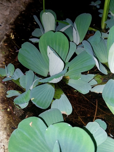 Pistia stratiotes observed 2026-10-26