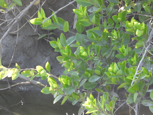 Volkameria inermis observed 2026-10-26