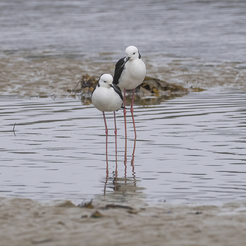 Himantopus leucocephalus observed 2026-10-27