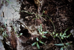 Lygodium reticulatum