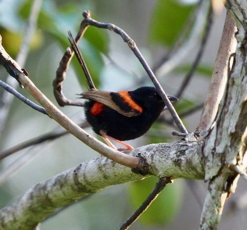 Malurus melanocephalus observed 2026-10-27