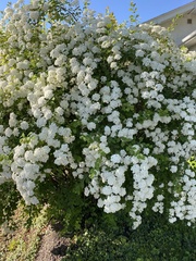 Spiraea × vanhouttei