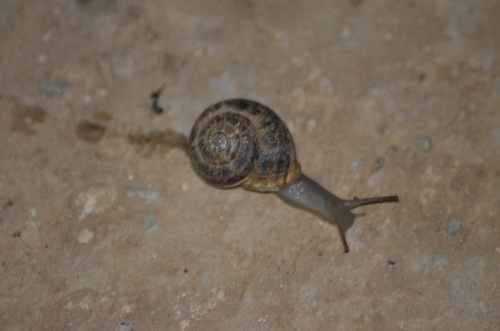 Eobania vermiculata, 2026-10-26