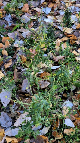 Sisymbrium, 2026-10-27