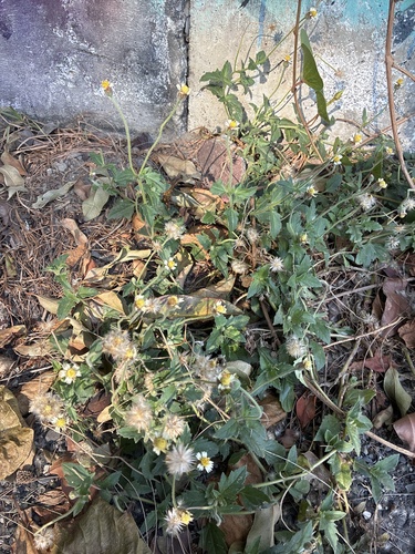 Tridax procumbens observed 2026-10-27