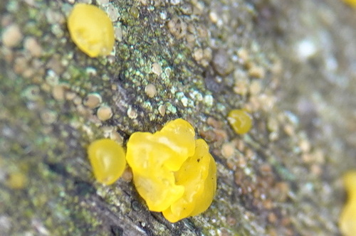 Dacrymyces stillatus, 2026-10-25