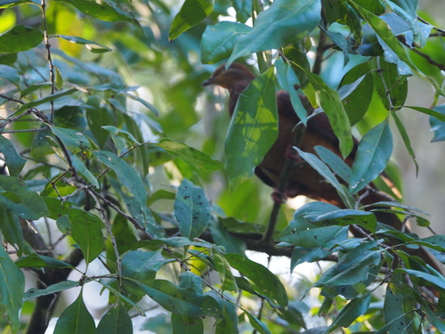 Phasianella observed 2026-10-27