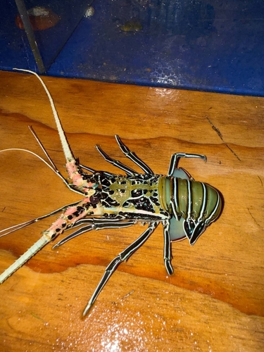 Panulirus observed 2026-10-27