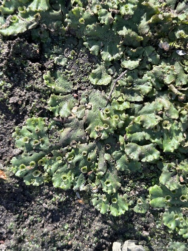Marchantia observed 2026-10-26
