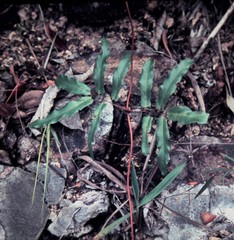 Lygodium reticulatum