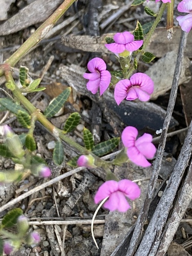 Mirbelia rubiifolia, 2026-10-27