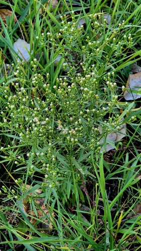 Erigeron canadensis observed 2026-10-27