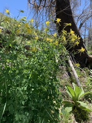 Aquilegia chrysantha