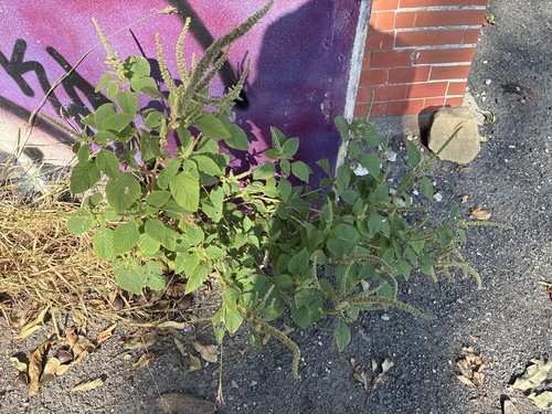 Amaranthus viridis observed 2026-10-27