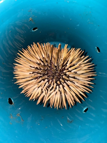 Echinometra mathaei observed 2026-10-27