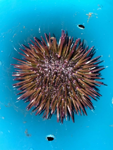 Echinometra mathaei observed 2026-10-27