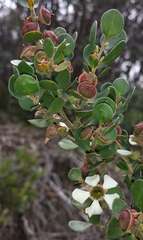 Leptospermum micromyrtus