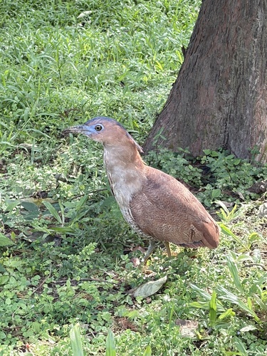 Gorsachius melanolophus, 2026-10-27