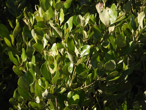 Avicennia marina observed 2026-10-26