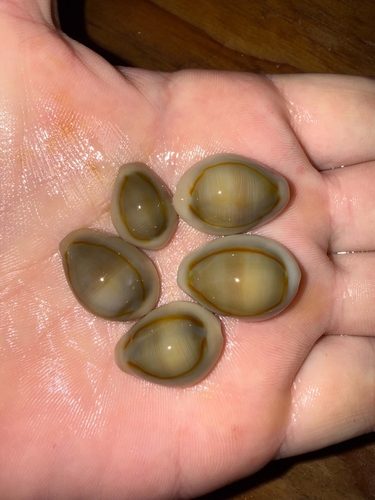 Cypraea annulus observed 2026-10-27