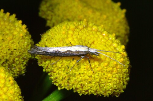 Plutella xylostella observed 2026-10-26