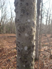 Cryptococcus fagisuga