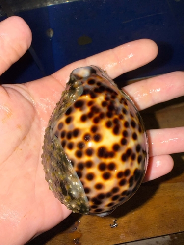 Cypraea observed 2026-10-27