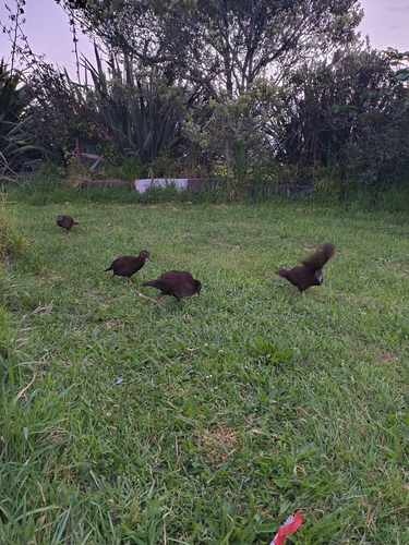 Gallirallus australis observed 2026-10-25