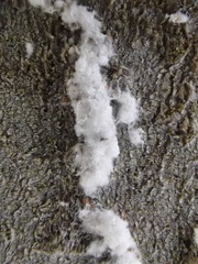 Cryptococcus fagisuga