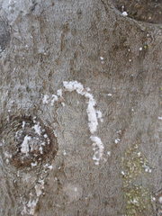 Cryptococcus fagisuga