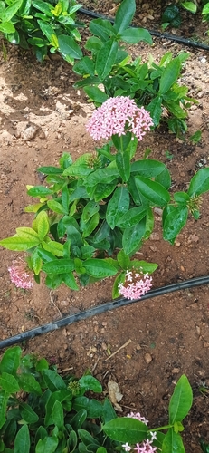 Ixora observed 2026-10-27