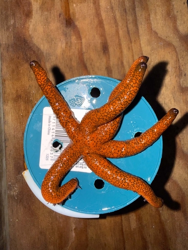 Echinaster luzonicus observed 2026-10-27