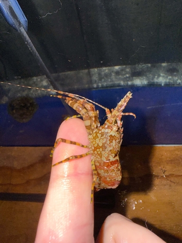Saron marmoratus observed 2026-10-27