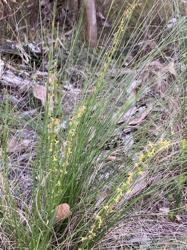 Stackhousia, 2026-10-27